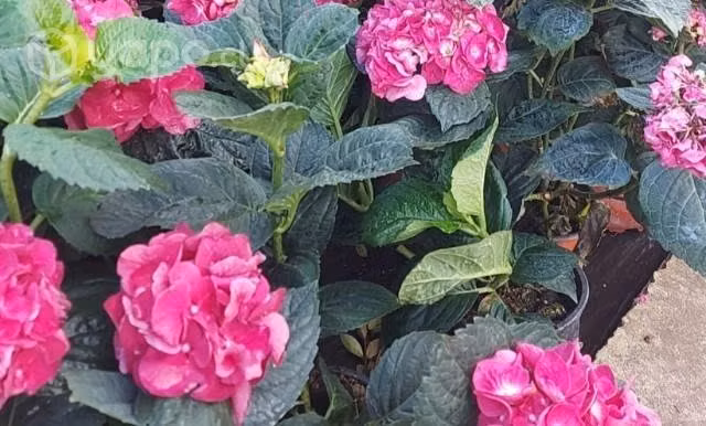 Plantitas