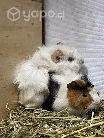 Mascotas exoticas