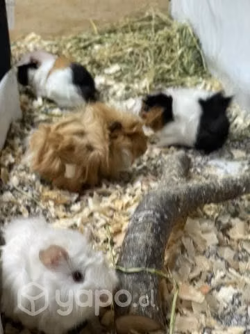 Mascotas exoticas