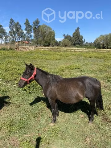 2 yeguas pony preñadas