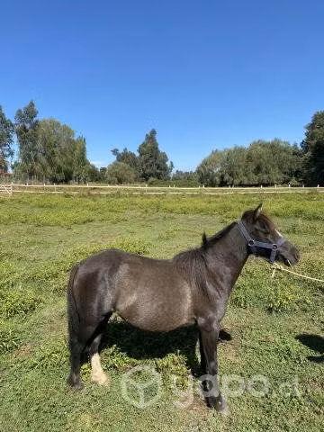 2 yeguas pony preñadas