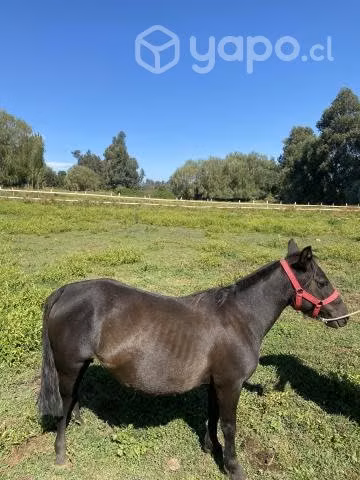 2 yeguas pony preñadas