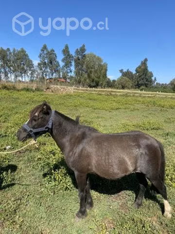 2 yeguas pony preñadas