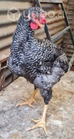 Pollos 3 meses
