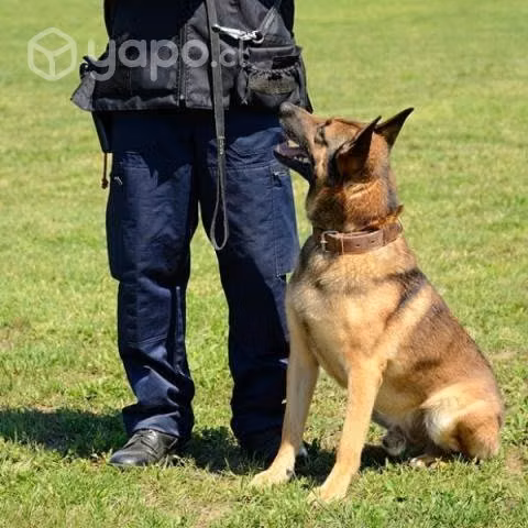 Adiestramiento canino