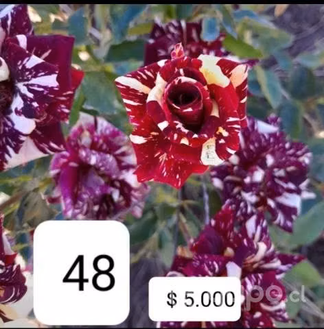 Venta de rosas