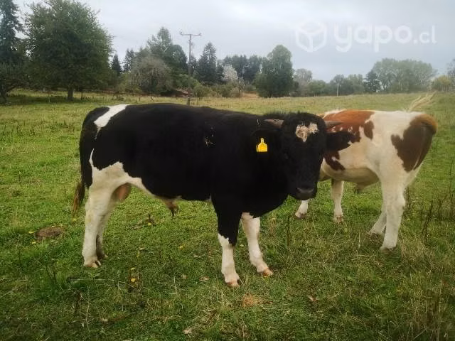 Terneros a la venta
