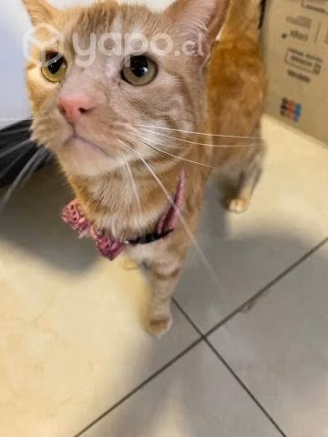 Gatita en adopción - Imagen 3