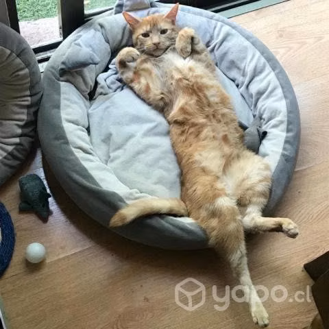 Gatita en adopción - Imagen 4