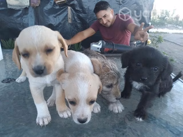 Se regalan