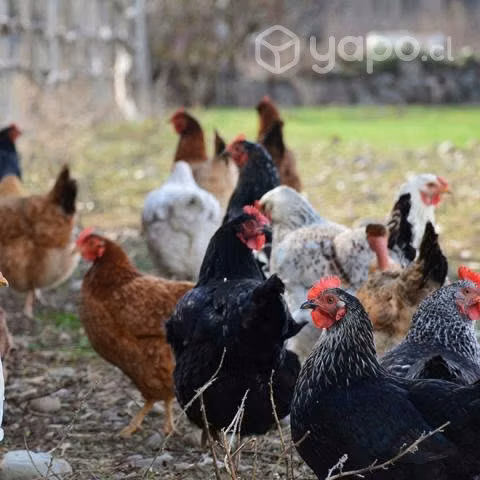 Gallinas criollas del año