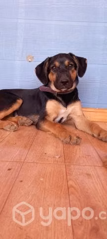 Cachorra en adopción