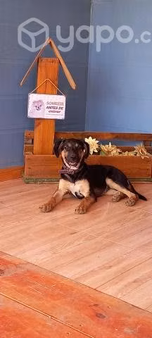 Cachorra en adopción