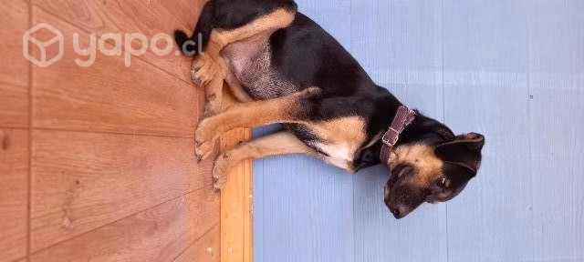 Cachorra en adopción