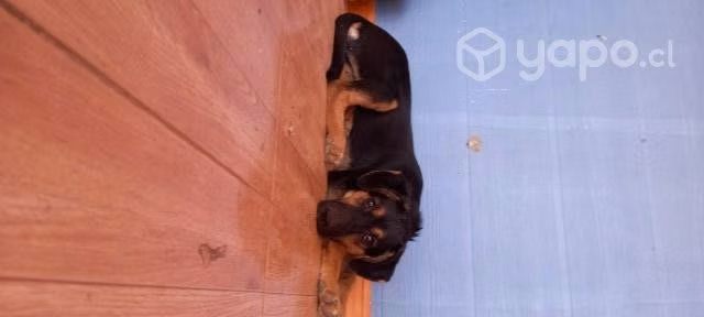 Cachorra en adopción