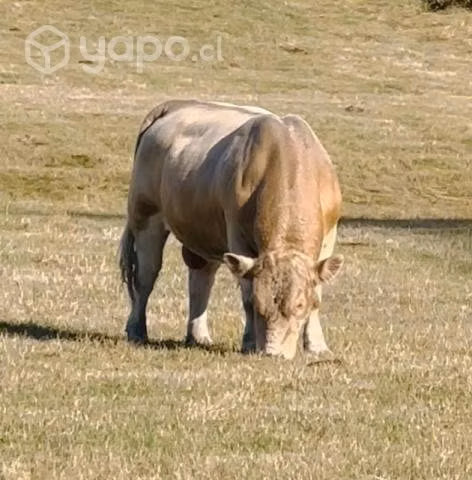 Toro charoláis - Imagen 3