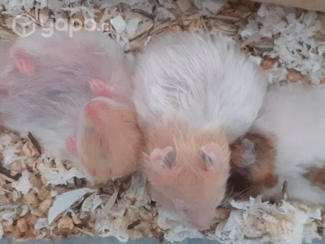 Hamster sirio