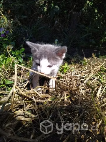 Michis en adopción