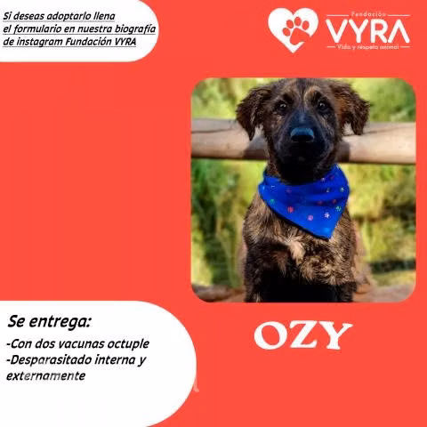 Ozy esta buscando una familia