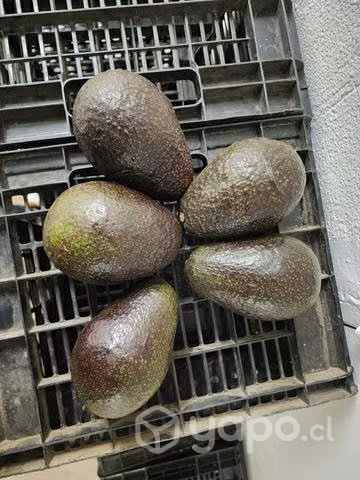 Palta hass chilena vieja - Imagen 2