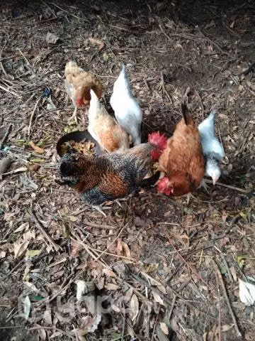 Gallinas - Imagen 2