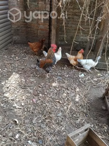 Gallinas - Imagen 3