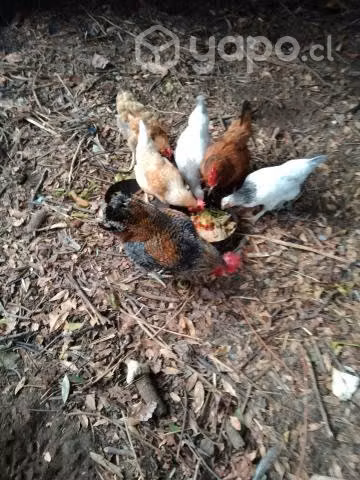Gallinas