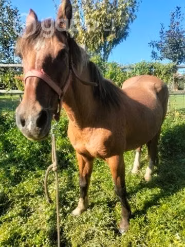Hermosa yegua
