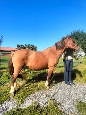 Hermosa yegua