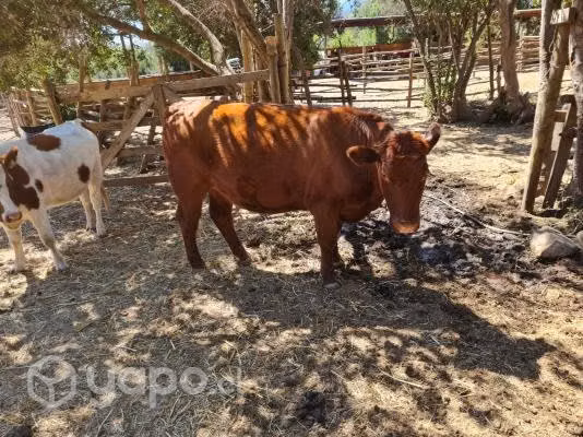 Novillos 500 kg