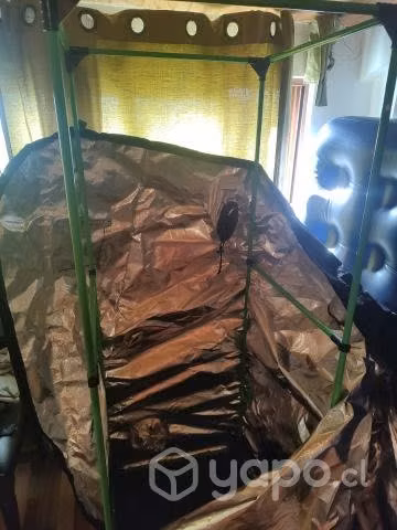 Carpa indoor 60 x 60 1,60