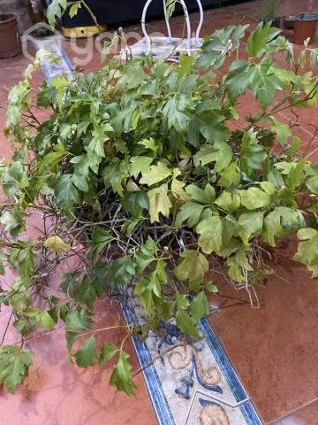 Plantas - Imagen 2