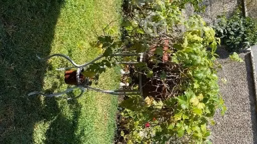 Plantas