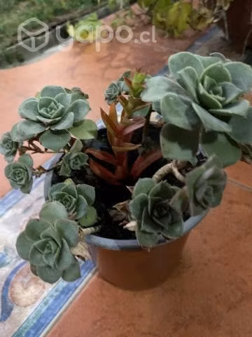Plantas - Imagen 3