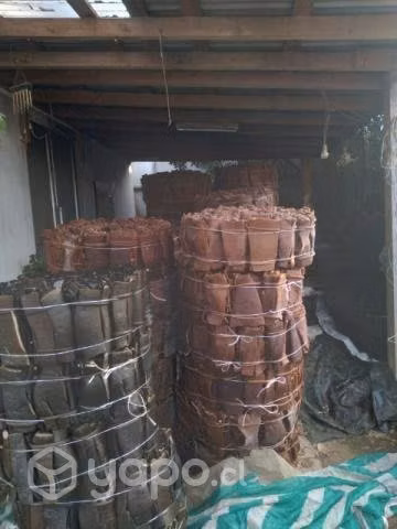 Cochayuyo en rodelas