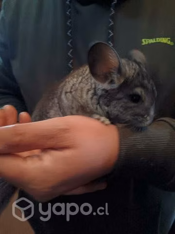 Chinchilla blanca - Imagen 2