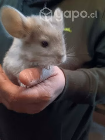 Chinchilla blanca - Imagen 6