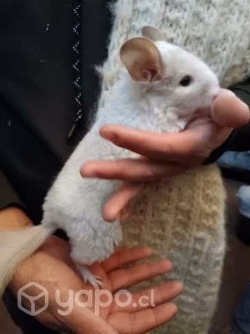 Chinchilla blanca - Imagen 4