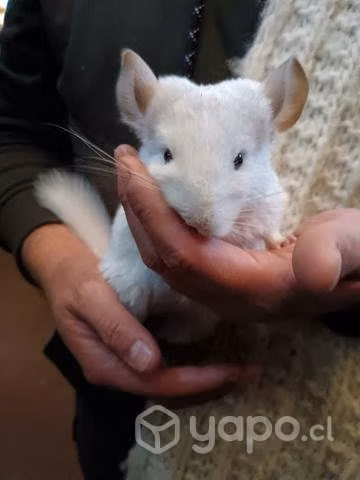 Chinchilla blanca - Imagen 5