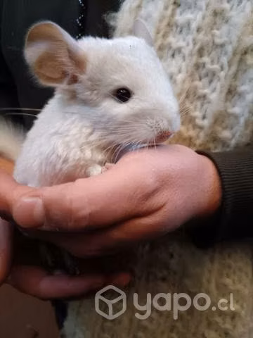 Chinchilla blanca