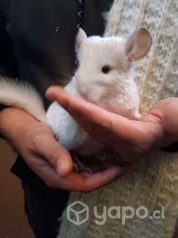 Chinchilla blanca - Imagen 3