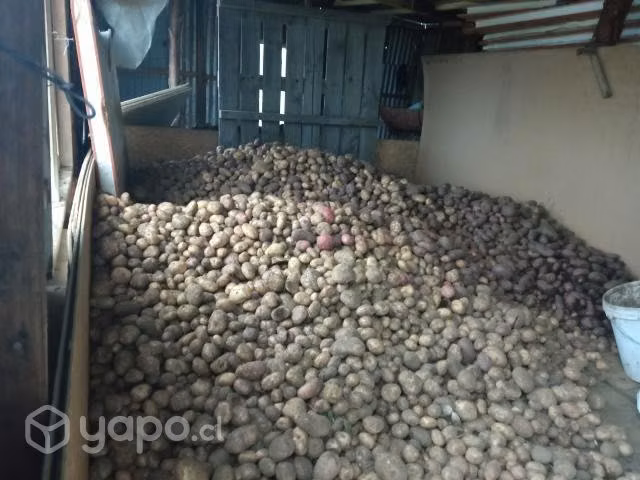 Papas Regionales