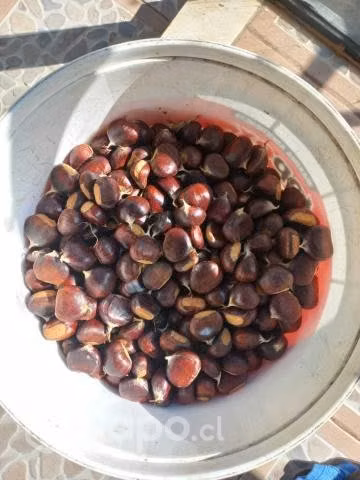 Castañas