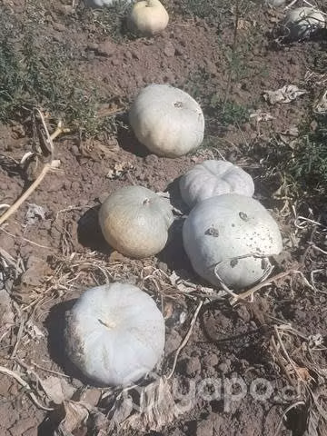 Zapallo híbrido