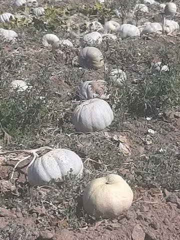 Zapallo híbrido