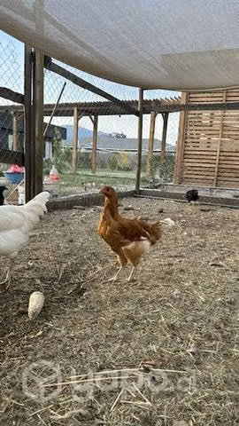 Pollones y gallinas criollas fallos