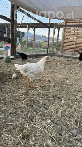 Pollones y gallinas criollas fallos