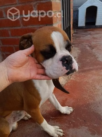 En adopcion - Imagen 2