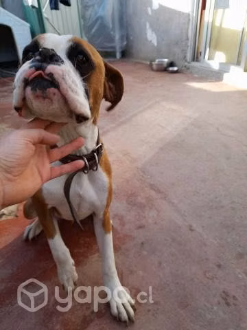 En adopcion