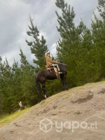 Yegua corralera